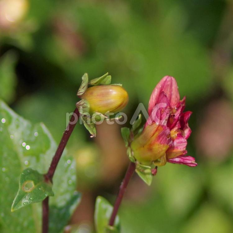 ダリアと思われる花の蕾 ダリア,蕾,花の写真素材