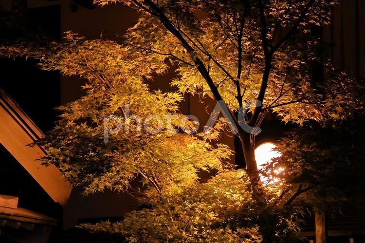 １１月上旬の草津温泉の夜景の紅葉 背景,紅葉,葉の写真素材
