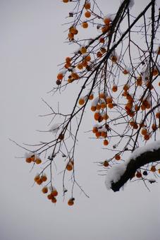 枝先の柿と雪 枝先の柿と雪 柿の木,枝先,初雪の写真素材