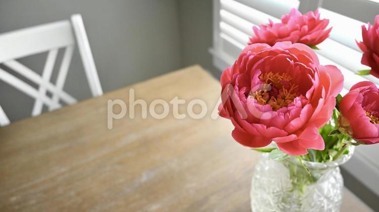 ゴージャスな芍薬（シャクヤク） 芍薬,ピオニー,花の写真素材
