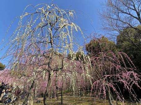 梅苑 梅苑 梅,春,梅の木の写真素材