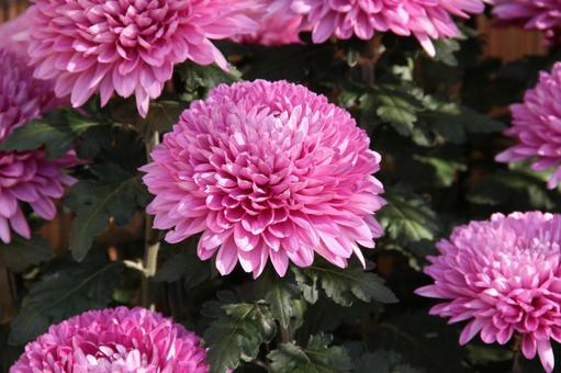 和菊 和菊 マクロ,わきく,花の写真素材