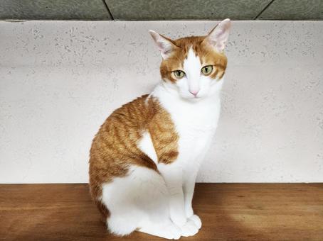 高いところが好きな茶トラ猫 高いところが好きな茶トラ猫 高いところ,上を向く,ねこの写真素材