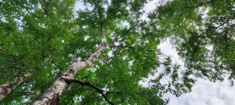 アラスカの白樺と青空 6 アラスカの白樺と青空 6の写真