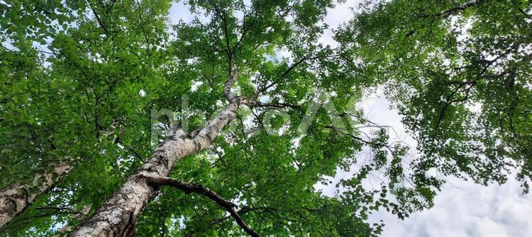 アラスカの白樺と青空 6 白樺,しらかば,木の写真素材