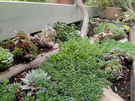 多肉植物たち 多肉植物たち 多肉植物,ガーデニング,庭の写真素材