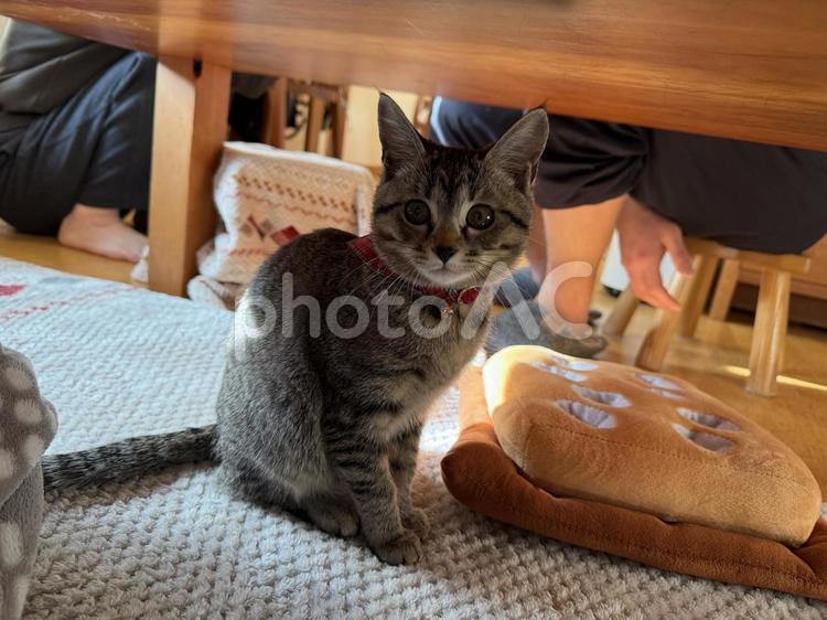 子猫の可愛い表情　目が愛くるしい表情 子猫,あくび,欠伸の写真素材