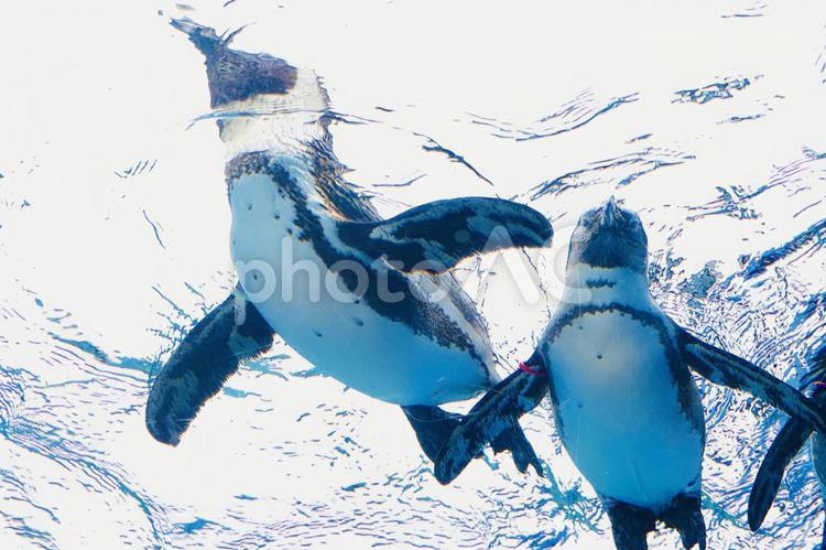 気持ち良さそうに泳ぐペンギン ペンギン,ケープペンギン,ペンギン属の写真素材