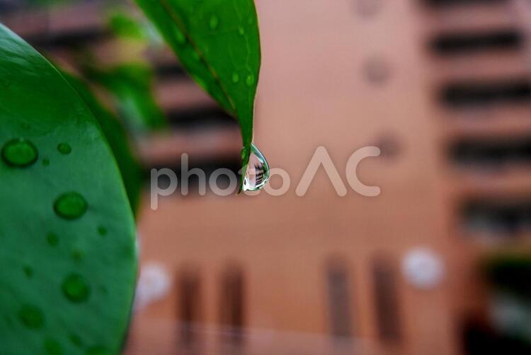 雨上がり、葉の先の水滴の中に見える建物 葉,水,自然の写真素材