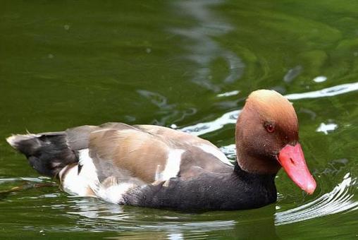 Mandarin duck, JPG Mandarin duck, JPG