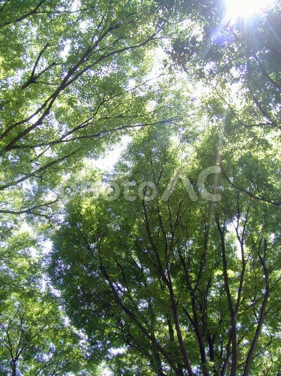 光と空と緑 光,木々,森の写真素材