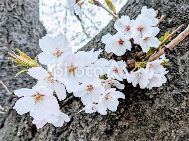 花　幹の分かれ目に咲く染井吉野 花,桜,さくらの写真素材