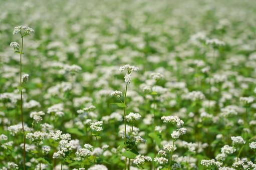 そばの花 そばの花の写真