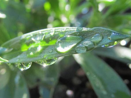 水滴と緑の葉の風景 水滴,しずく,雨の写真素材