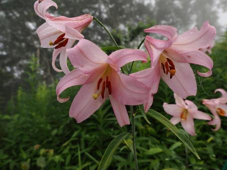 山野草・ササユリ(経ヶ岳) 山野草・ササユリ(経ヶ岳) ササユリ,花,植物の写真素材