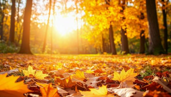 秋のイメージの背景画像 紅葉 野原 公園 秋のイメージの背景画像 紅葉 野原 公園の写真