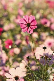 逆光に輝くピンクのコスモス畑 逆光に輝くピンクのコスモス畑 コスモス,秋桜,花畑の写真素材