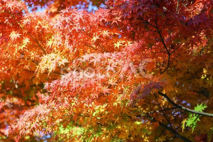 秋の気配・色づくモミジ 紅葉,秋,モミジの写真素材