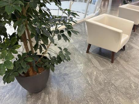 室内の観葉植物とソファ 室内の観葉植物とソファの写真
