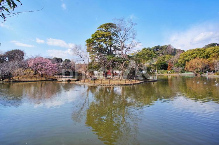 源氏池に映る樹木 源氏池,鶴岡八幡宮,樹木の写真素材