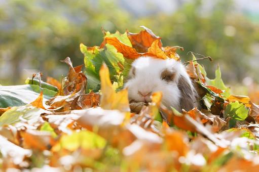 ペットのうさぎ ペットのうさぎの写真