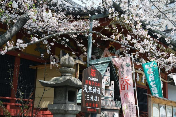 浅草神社の桜 桜,八重桜,春の写真素材