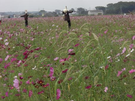 Cosmos field-2, JPG