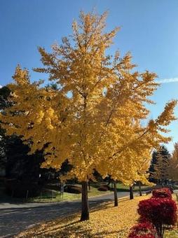 秋の公園08 秋の公園08の写真