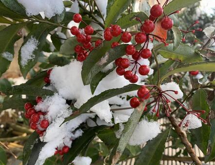 万両に雪 雪,万両,赤い実の写真素材
