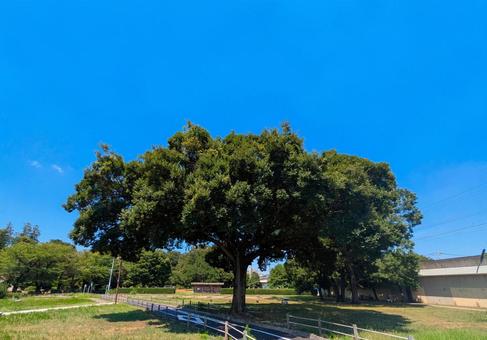 国分寺 国分寺 木,空,自然の写真素材