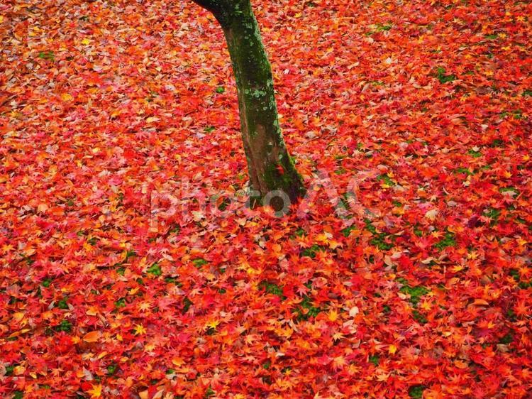 真っ赤な林檎のような紅葉 秋,紅葉,紅葉の絨毯の写真素材