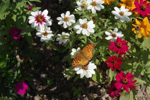 花の蜜を吸う蝶々 蝶々,蝶,ツマグロヒョウモンの写真素材