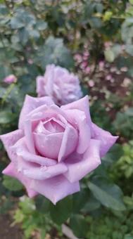 薔薇ー紫ー 薔薇ー紫ーの写真