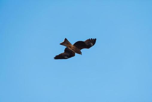大空を優雅に舞うトビ 大空を優雅に舞うトビの写真