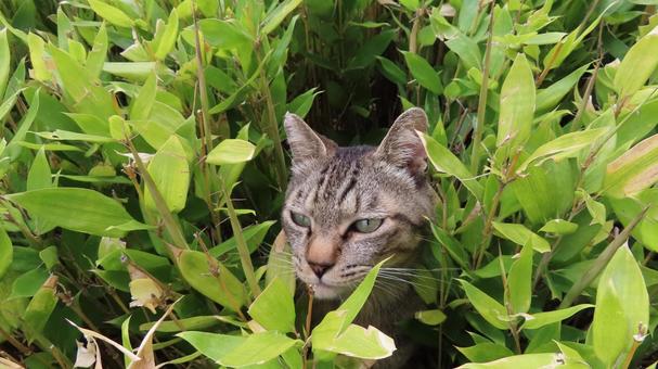 笹に囲まれ物思いに耽るもふもふな猫様 笹に囲まれ物思いに耽るもふもふな猫様 猫,キジトラ,顔の写真素材