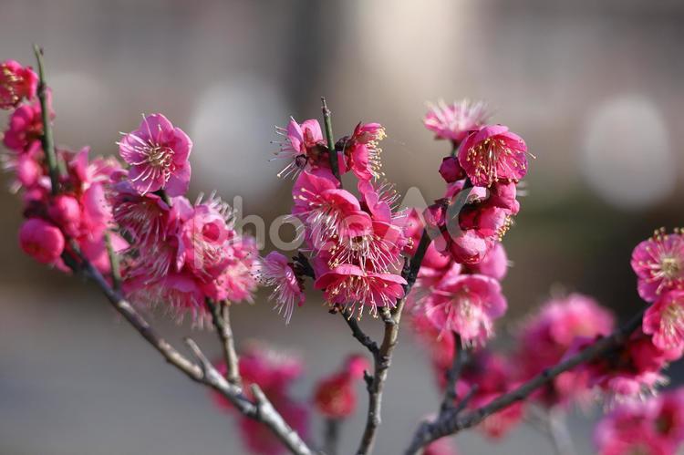 寒さに耐え気品よく咲く 梅,花,バラ科の植物の写真素材