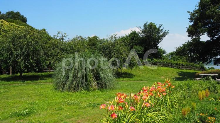 夏の印旛沼公園・忘れ草の花・千葉県印西市 夏,印旛沼公園,忘れ草の写真素材