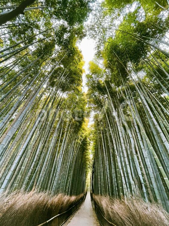 京都　嵐山　竹林の小径 竹林の小径,竹林,嵐山の写真素材