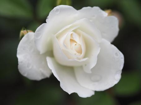 雨に濡れた白いバラ　アイスバーグ① バラ,薔薇,花の写真素材