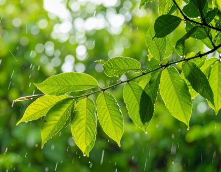 雨に濡れる葉1 雨に濡れる葉1の写真