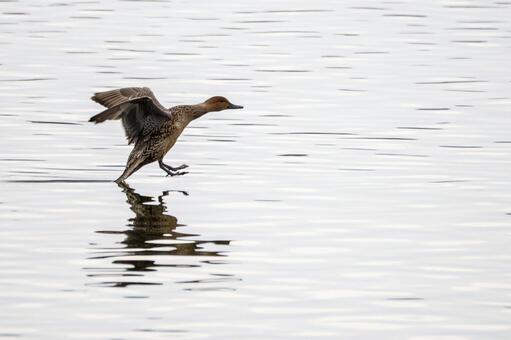 オナガガモの着水⑶ カモ,オナガガモ,メスの写真素材