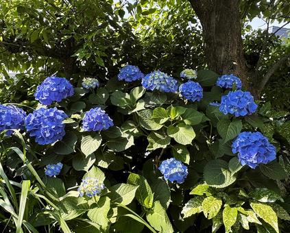 紫陽花 紫陽花の写真