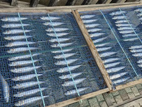 干物 干物,天日干し,いわしの写真素材