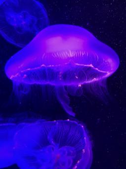 クラゲ クラゲの写真