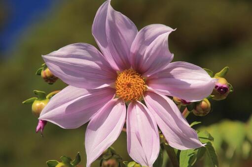 青空の下で咲く皇帝ダリア 皇帝ダリア,コウテイダリア,花の写真素材
