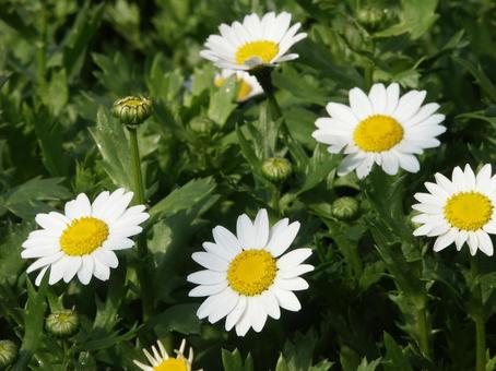 Photo, north pole, flour, tongue-shaped flower, 