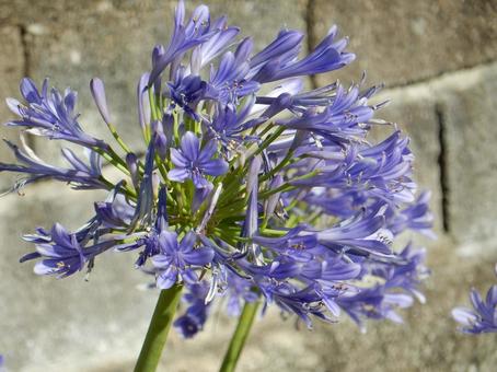 Photo, agapanthus, purple clam, blue, 