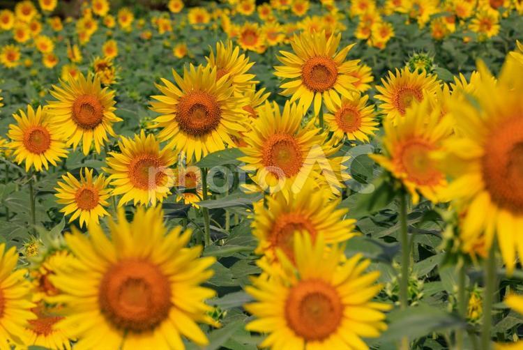 太陽の花明るい気持ちになる向日葵 ひまわり,自然,向日葵畑の写真素材