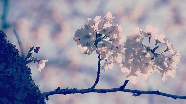Photo, cherry blossoms, flower, spring, 