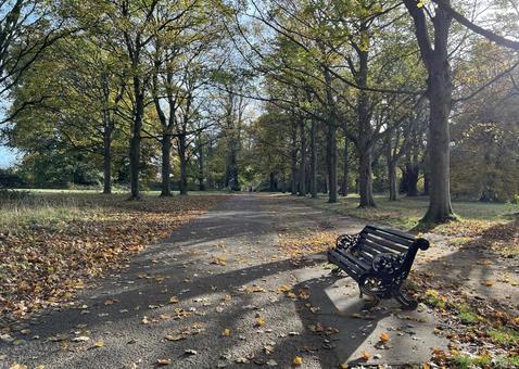 秋の公園のベンチ　イギリス 公園,ベンチ,秋の写真素材